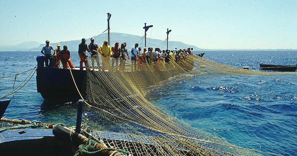 Dalla Mattanza Alle Tonnare Volanti Il Viaggio Dei Tonni Dalle Reti Ai