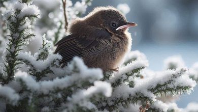 Piccolo uccellino tra rami in mezzo alla neve