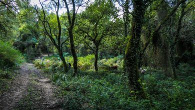 Bosco della Ficuzza