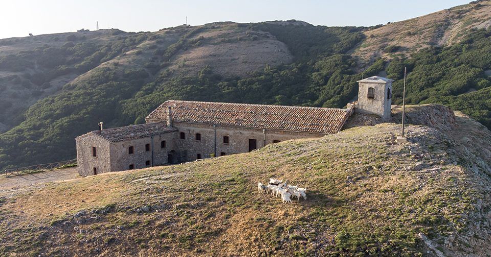 Capre Girgentane al santuario della Madonna dell'Alto