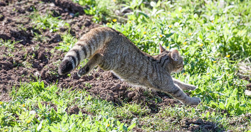 Parco delle Madonie, giovane di gatto selvatico