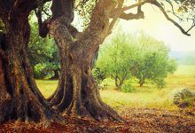 Passeggiate nella Biodiversità Castelluzzo 2025