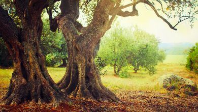 Passeggiate nella Biodiversità Castelluzzo 2025
