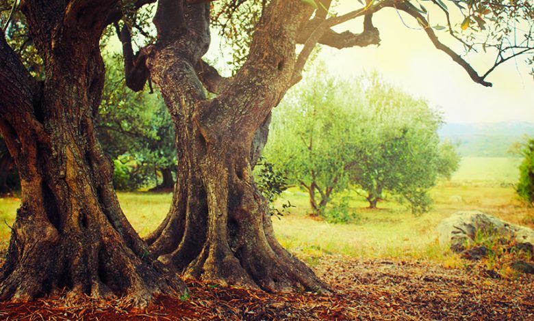 Passeggiate nella Biodiversità Castelluzzo 2025