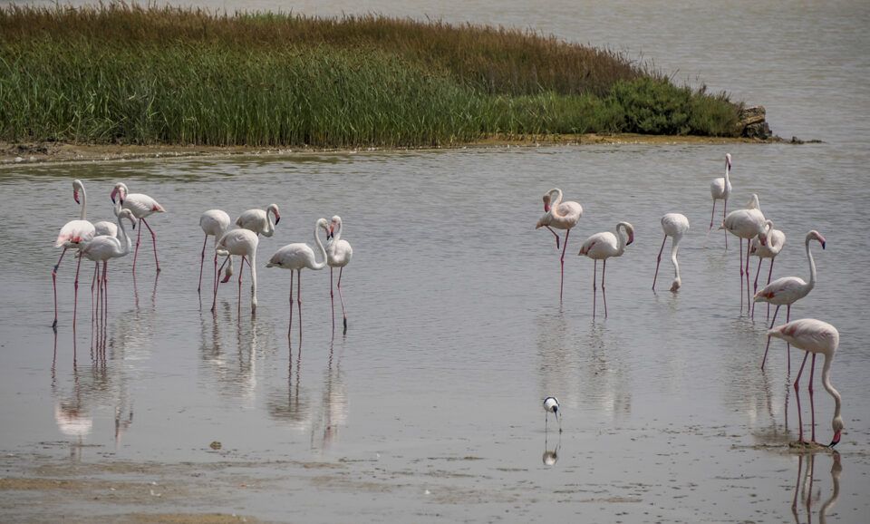 Fenicotteri rosa nell’Oasi Faunistica di Vendicari, in Sicilia