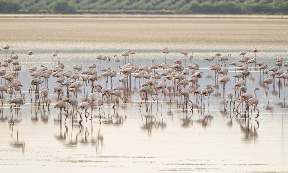 Gruppo di fenicotteri rosa